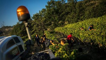 Vigne bio du Domaine du Mas d’Intras