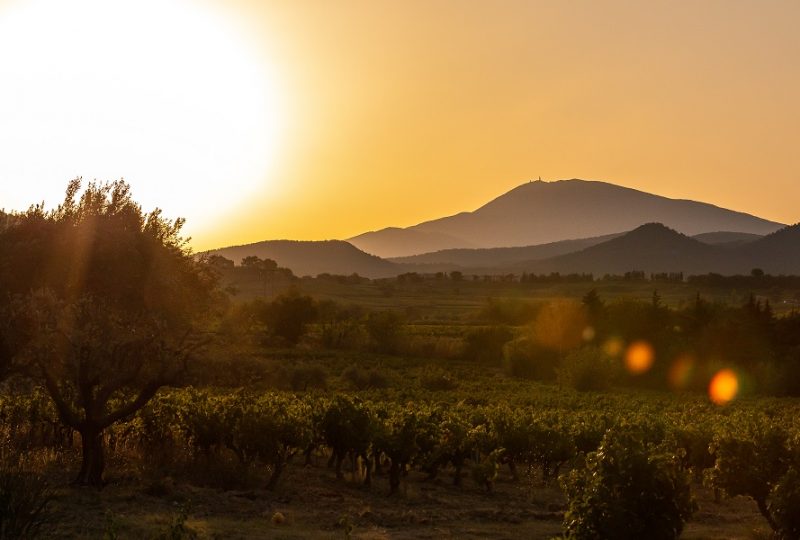 Domaine Galuval à Cairanne - 8