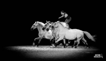 Stage équestre: La connexion homme-cheval par Matthieu... Du 19 au 20 oct 2024