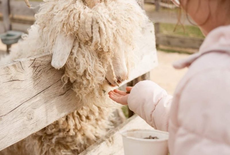 Ferme : Au bonheur des animaux à La Garde-Adhémar - 6