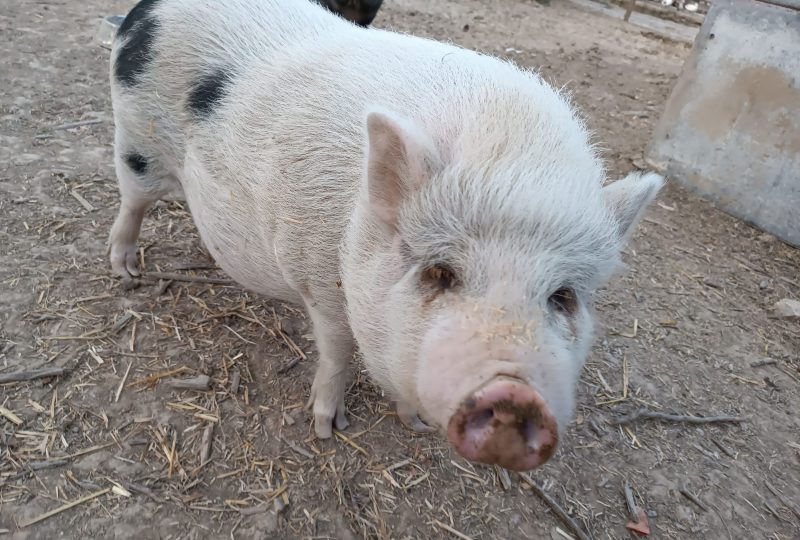 Ferme : Au bonheur des animaux à La Garde-Adhémar - 11