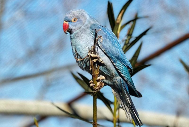 Parc animalier de Lussas à Lussas - 1