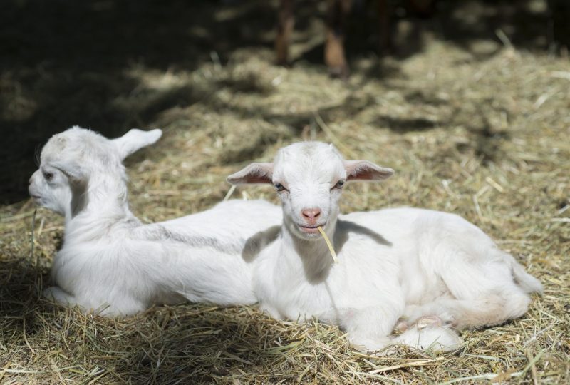 Parc animalier de Lussas à Lussas - 2