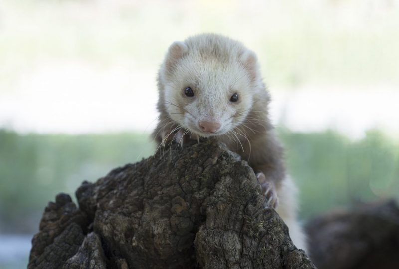 Parc animalier de Lussas à Lussas - 4