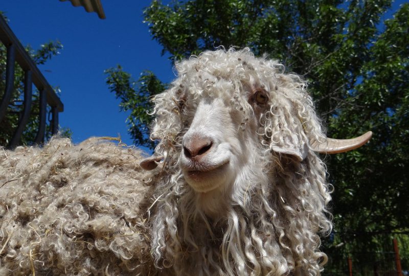 Parc animalier de Lussas à Lussas - 7