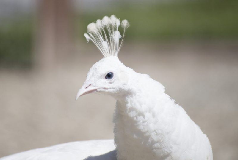 Parc animalier de Lussas à Lussas - 8