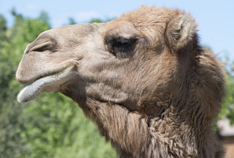 Parc animalier de Lussas à Lussas - 9