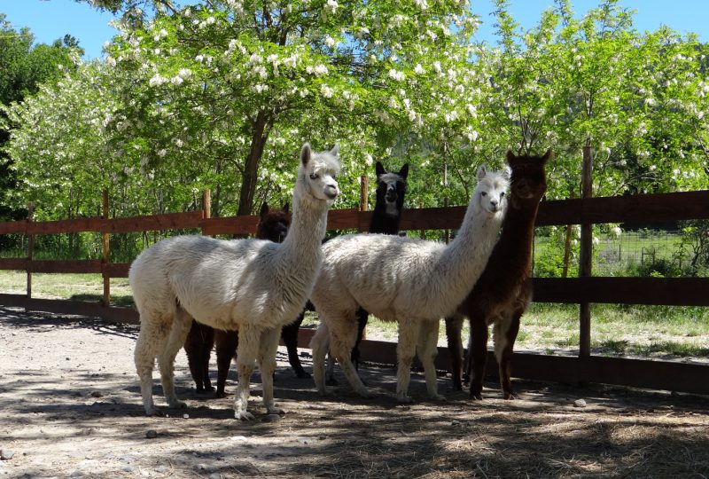 Parc animalier de Lussas à Lussas - 10