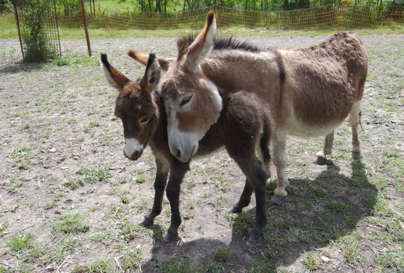 Parc animalier de Lussas à Lussas - 11