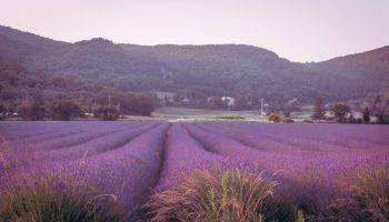 La route des lavandes_Montélimar