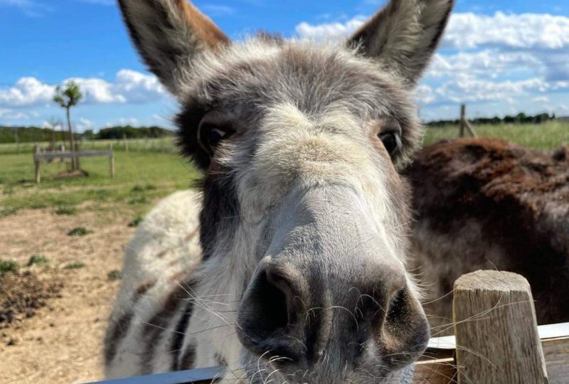 Ferme : Au bonheur des animaux à La Garde-Adhémar - 6