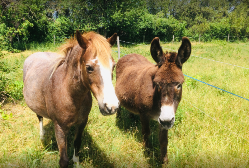 La Ferme pédagogique de Fanny à Montélimar - 1