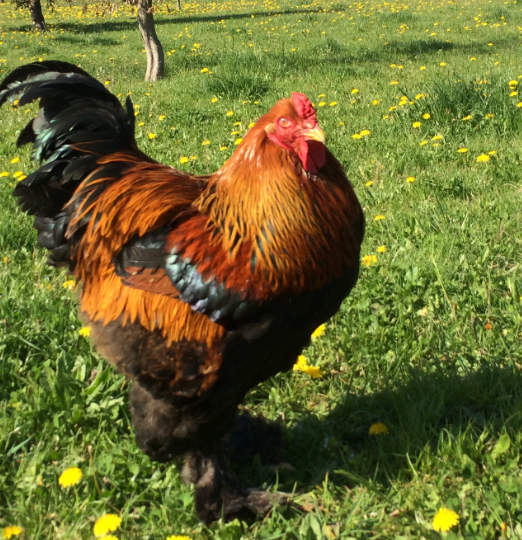 La Ferme pédagogique de Fanny à Montélimar - 2